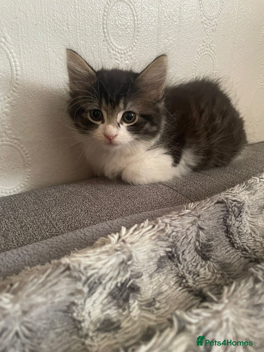 Mixed Breed cats for sale: Mix maine cone kittens  - Image 25