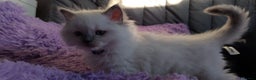 Ragdoll cats for sale: Tica registered ragdoll kittens - Advert 8