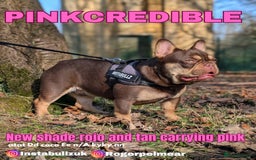 French Bulldog dogs for sale: Adorable Isabella carrying pink frenchie pups - Image 4