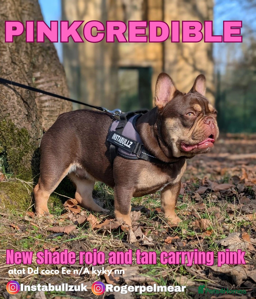 French Bulldog dogs for sale: Adorable Isabella carrying pink frenchie pups - Image 4