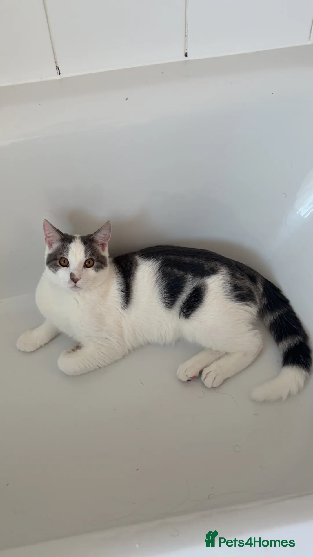 Mixed Breed cats for sale: 6 Month Old Adorable Mix Breed Brother and Sister. - Advert 4