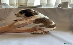 Cocker Spaniel dogs for sale: Cocker spaniel pups - Image 17