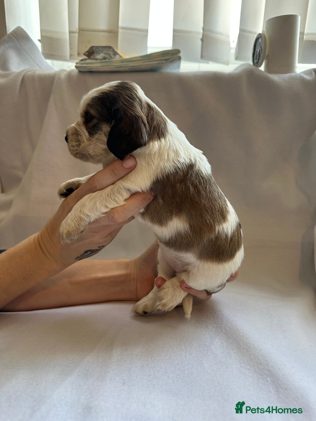Cocker Spaniel dogs for sale: Cocker spaniel pups - Image 17