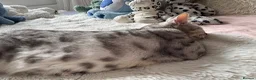 Egyptian Mau cats for sale: Beautiful Egyptian Mau Cat in South Croydon - Advert 10