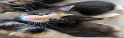 Mixed Breed cats for sale: Siberian mix kittens for sale - Advert 4