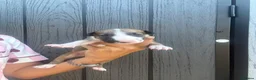 English Bull Terrier dogs for sale: English bull terrier puppies  - Advert 19