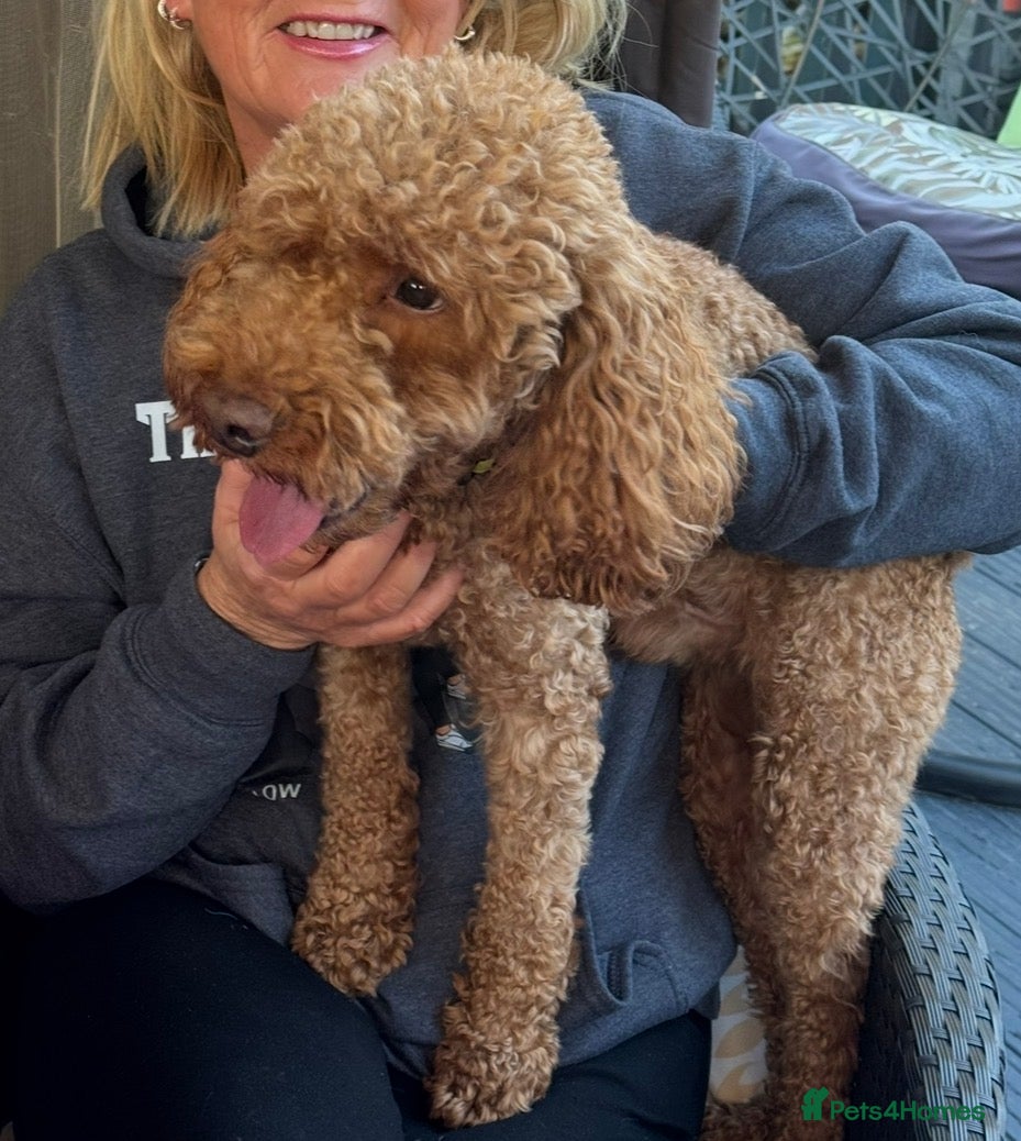 Cockapoo dogs for stud: 🐾 Proven Deep Red F1b Cockapoo Stud Available 🐾 - Advert 7