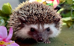 Pygmy Hedgehog rodents for sale: African Pygmy Hedgehog Ethically bred Girl 2 Boys  - Image 5