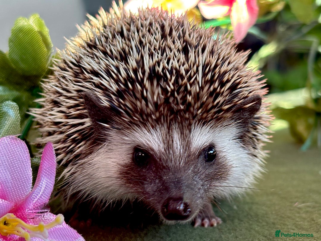 Pygmy Hedgehog rodents for sale: African Pygmy Hedgehog Ethically bred Girl 2 Boys  - Image 5