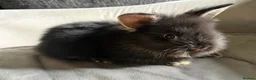 Lionhead rabbits for sale: Pure Bred Double Maned Lionhead babies   - Advert 3