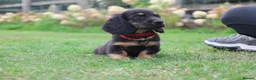 Miniature Dachshund dogs for sale: Outstanding KC Black & Tan Miniature Dachshund Boy - Advert 6