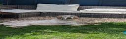 English Setter dogs for adoption: Lar   in Crawley - Advert 5