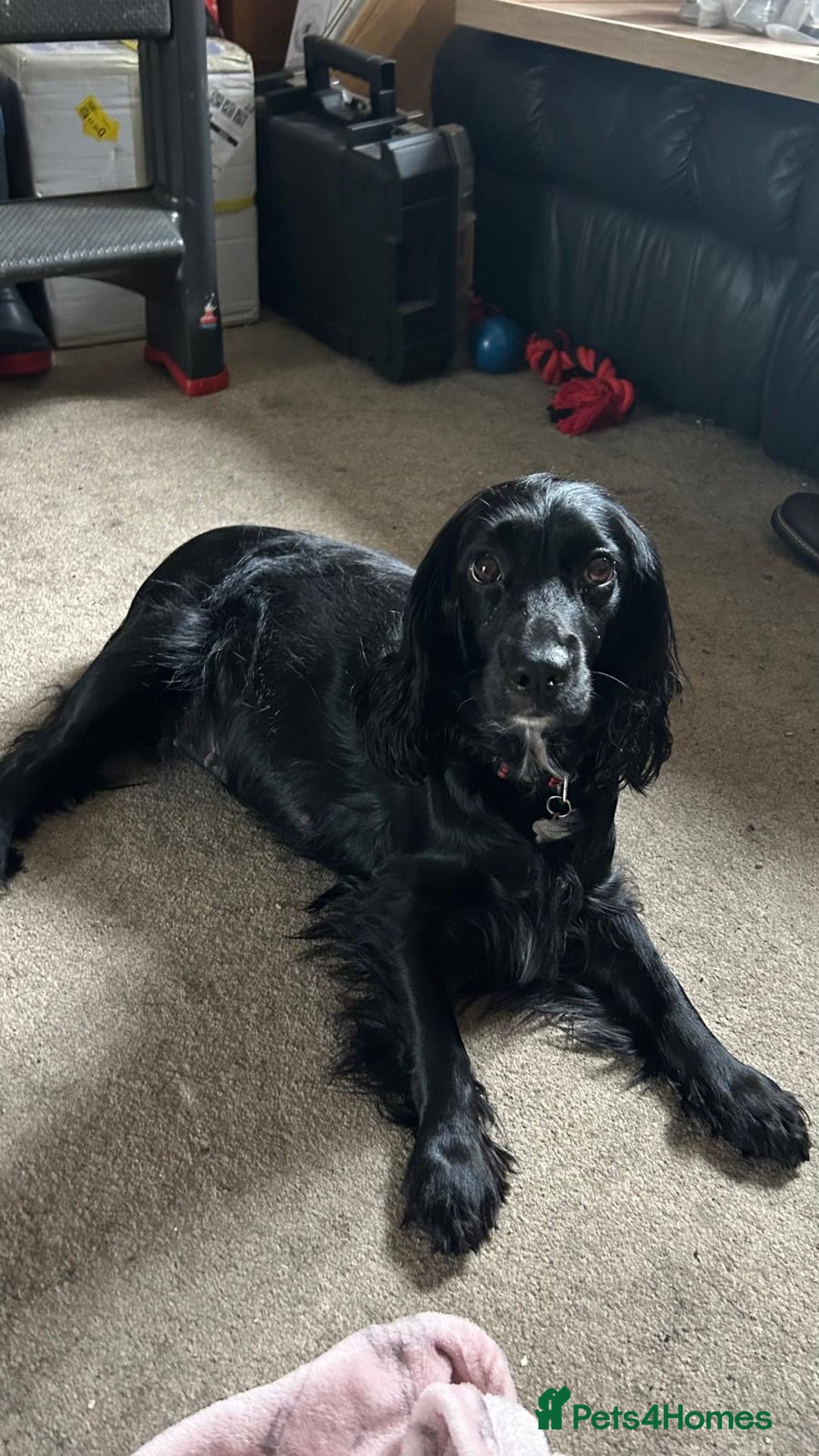 Cockalier dogs for sale: Ready to go 2 Male Cockalier Spaniels  - Advert 6