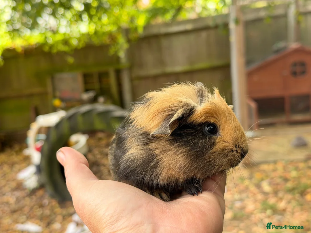 Guinea Pig rodents for sale: Male guinea pigs - Advert 4