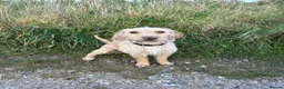 Mixed Breed dogs for sale: Beautiful working line and family pups  - Advert 6