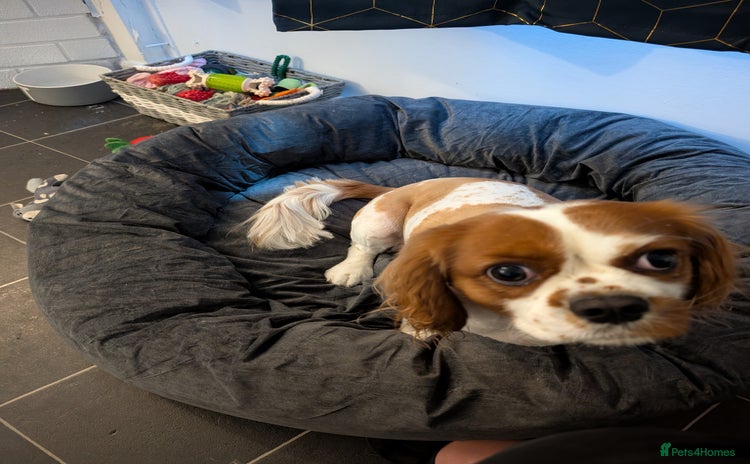 Cavalier King Charles Spaniel dogs - Advert 11