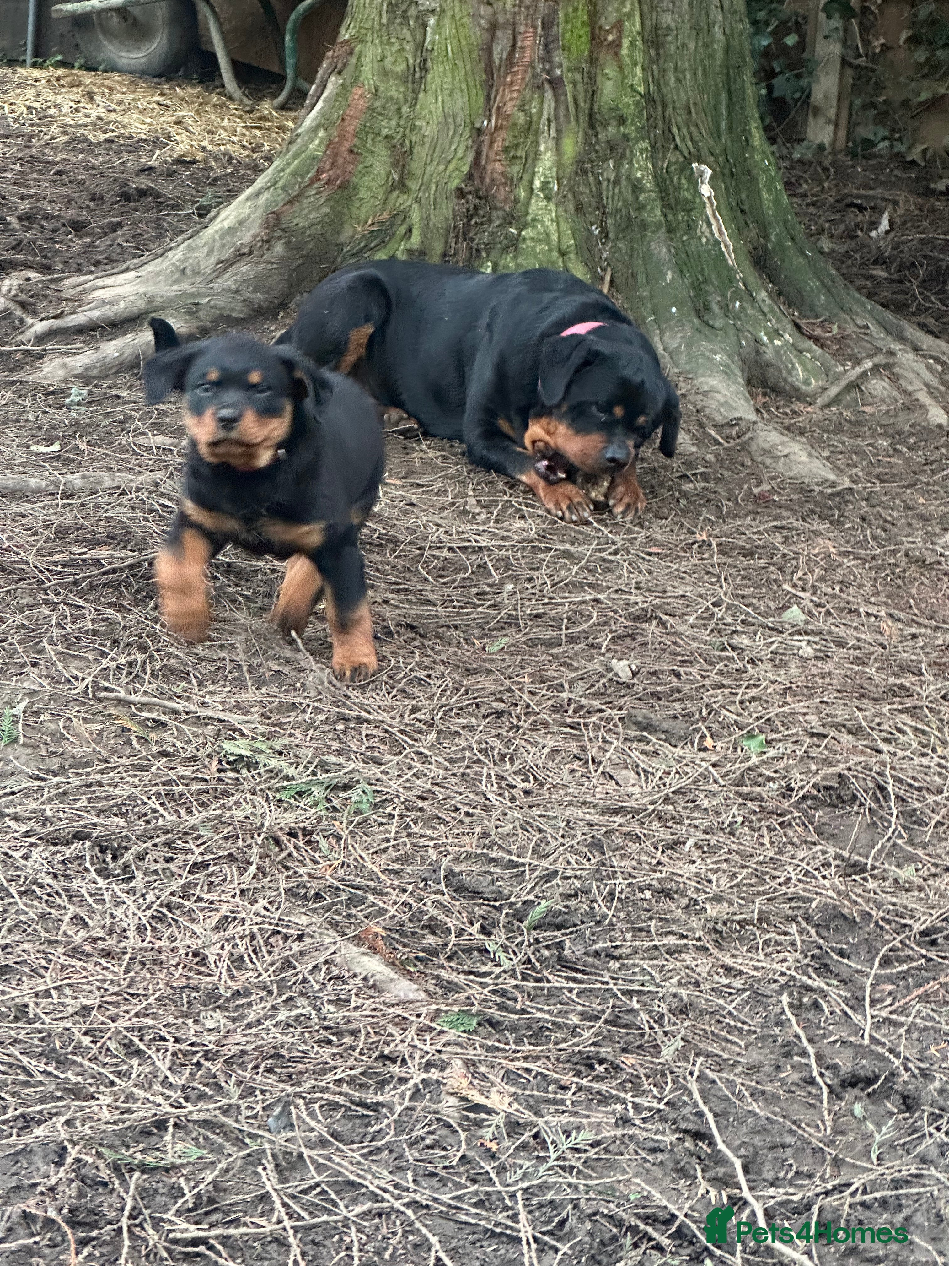 Rottweiler dogs 🐾 Stunning Rottweiler Puppy – Nalla – 9 Weeks Old - Advert 2