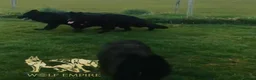 German Shepherd dogs for sale:  beautiful longcoat  gsd puppies - Advert 8