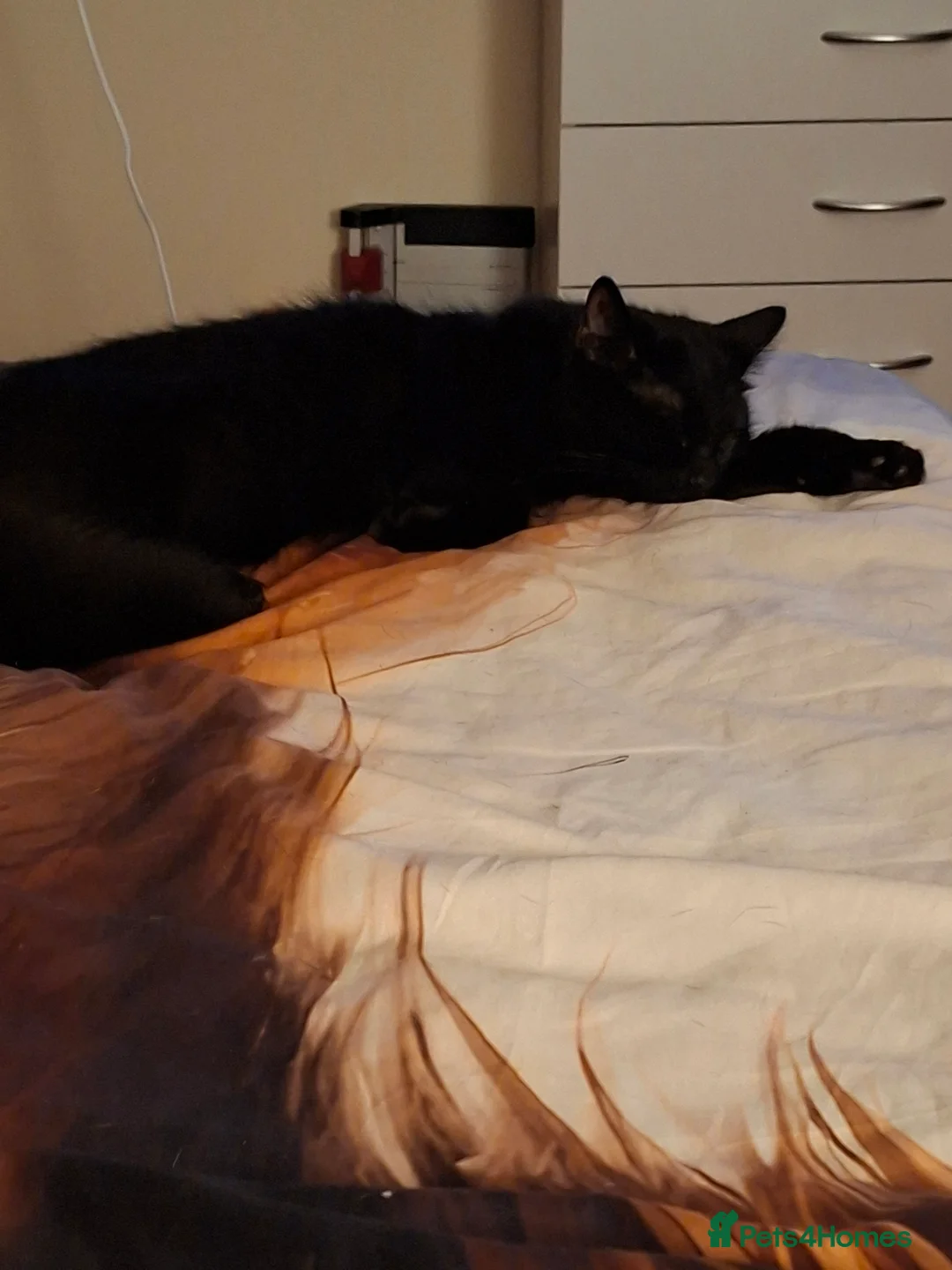 British Longhair cats for sale: Nova  - Advert 1