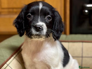 English Springer Spaniel dogs KC Springer Spaniel - Advert 4