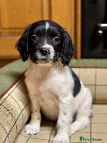 English Springer Spaniel dogs KC Springer Spaniel - Advert 3