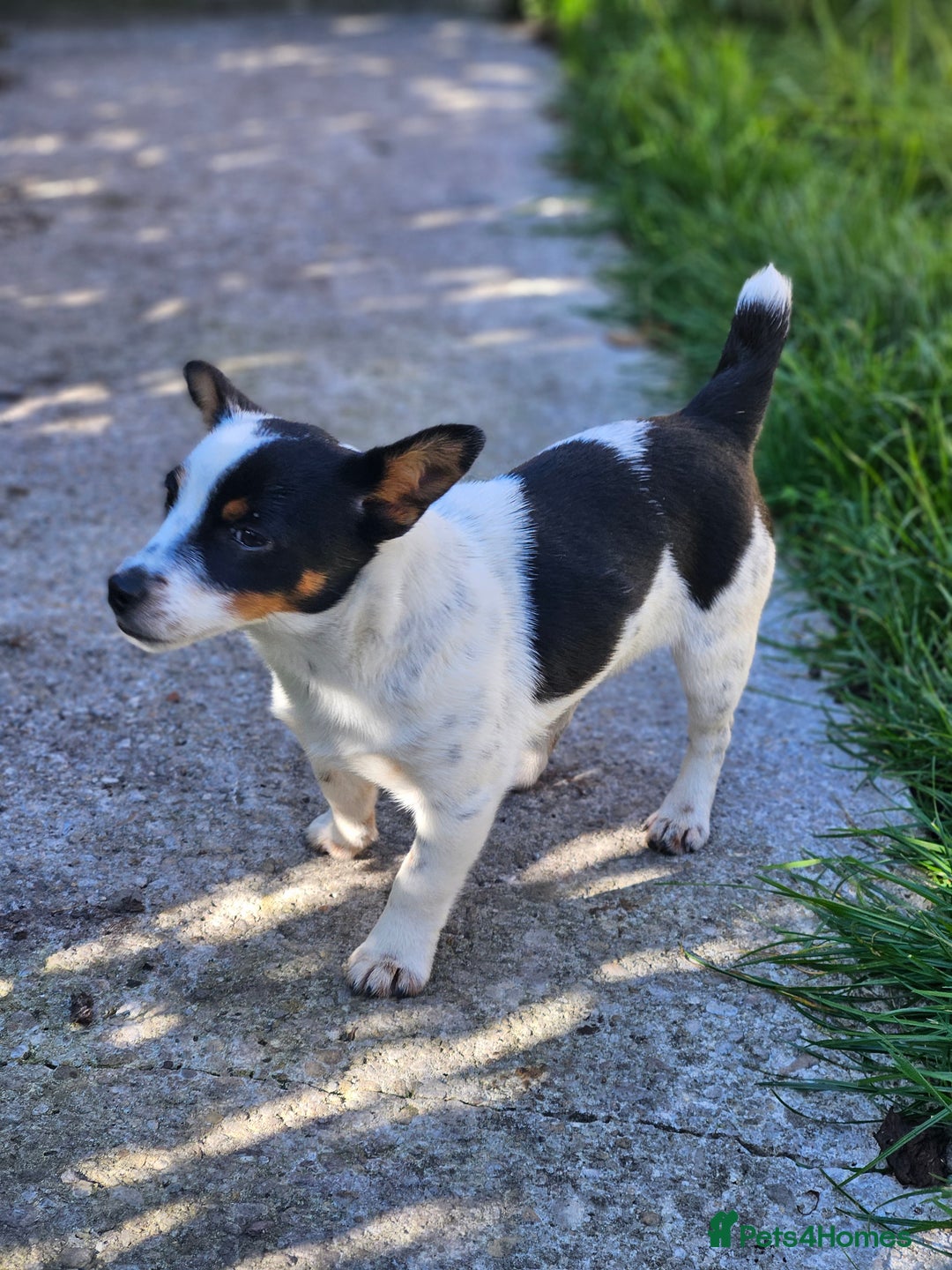 Jack Russell dogs for sale: Beautiful bonnie - Image 2