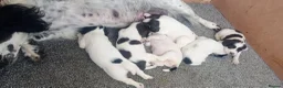 English Springer Spaniel dogs for sale: English springer spaniel pups  - Advert 6