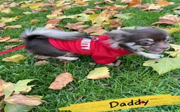 Chihuahua dogs for sale: 🔥 Adorable long-haired Chihuahua puppies for sale - Image 30