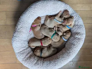 Hungarian Vizsla dogs Wirehaired Hungarian Vizsla Puppies - Advert 14