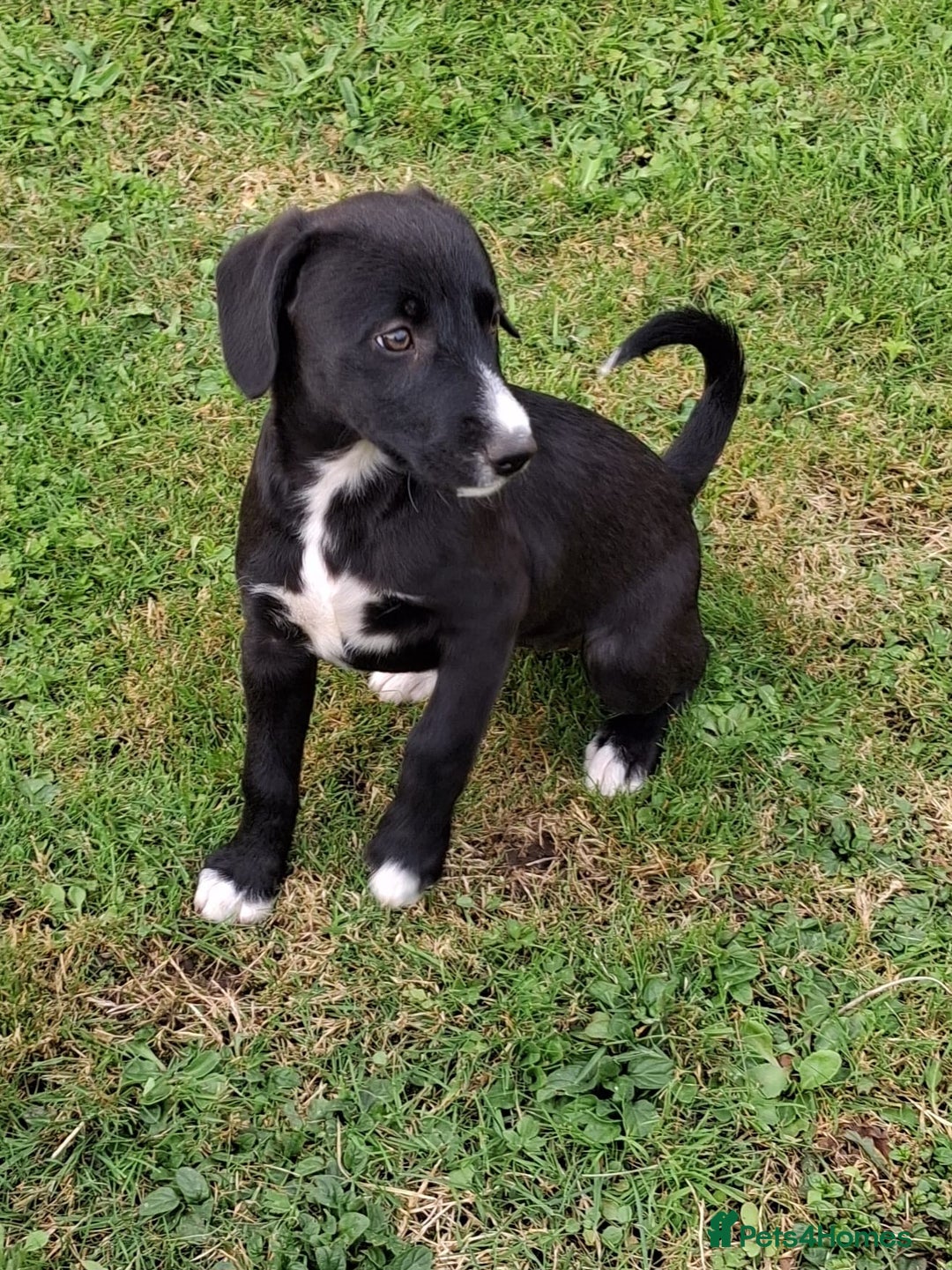 Mixed Breed dogs for sale: Bedlington x whippet - Image 4