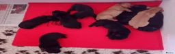 Labrador Retriever dogs for sale: FTCH Sired, K C Reg, Extensively Health Tested in Shaftesbury - Advert 8