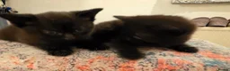 Mixed Breed cats for sale: 3 Lovely kittens for sale  - Advert 9