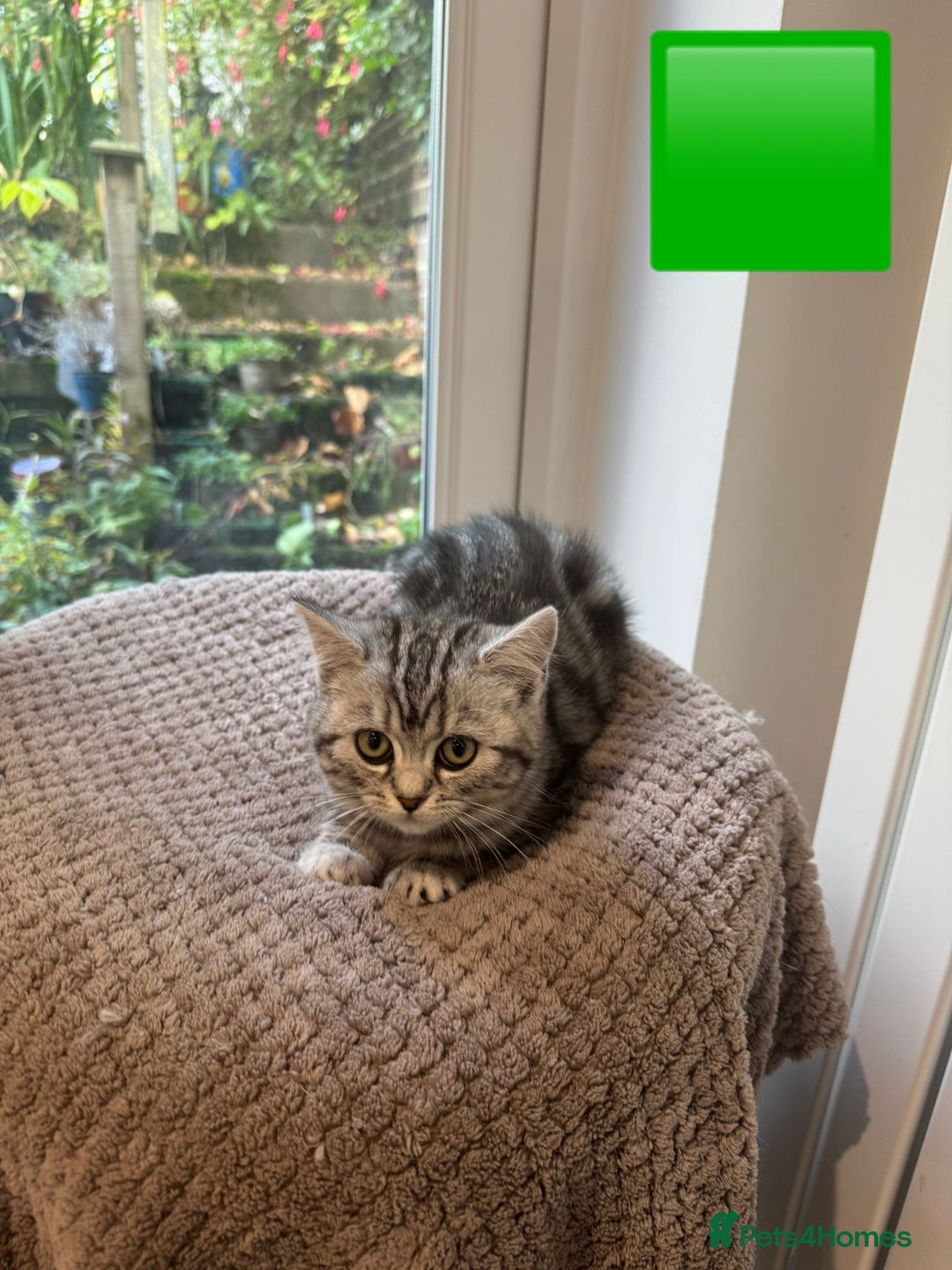 British Shorthair cats for sale: Beautiful registered British Shorthaired Kittens - Image 20