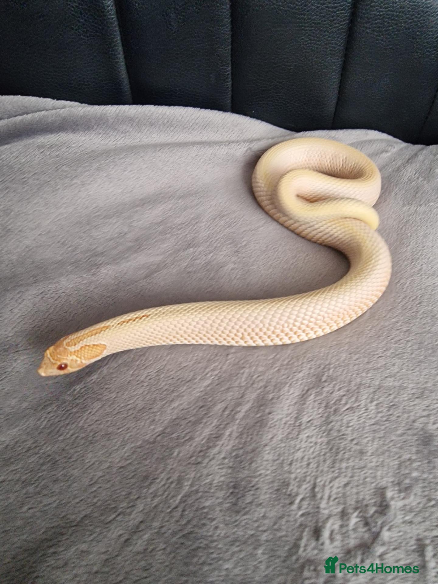 Snake reptiles CB22 Male Hognose Snake Arctic Albino Superconda - Advert 2