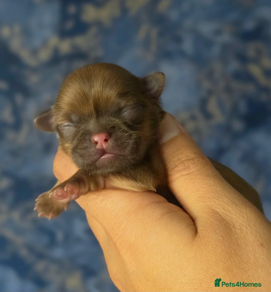 Shih Tzu dogs for sale: Beautiful Shih Tzu Puppies - Advert 10