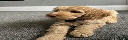 Labradoodle dogs for stud: Australian Labradoodle Stud (Health Tested) in Great Yarmouth - Advert 29