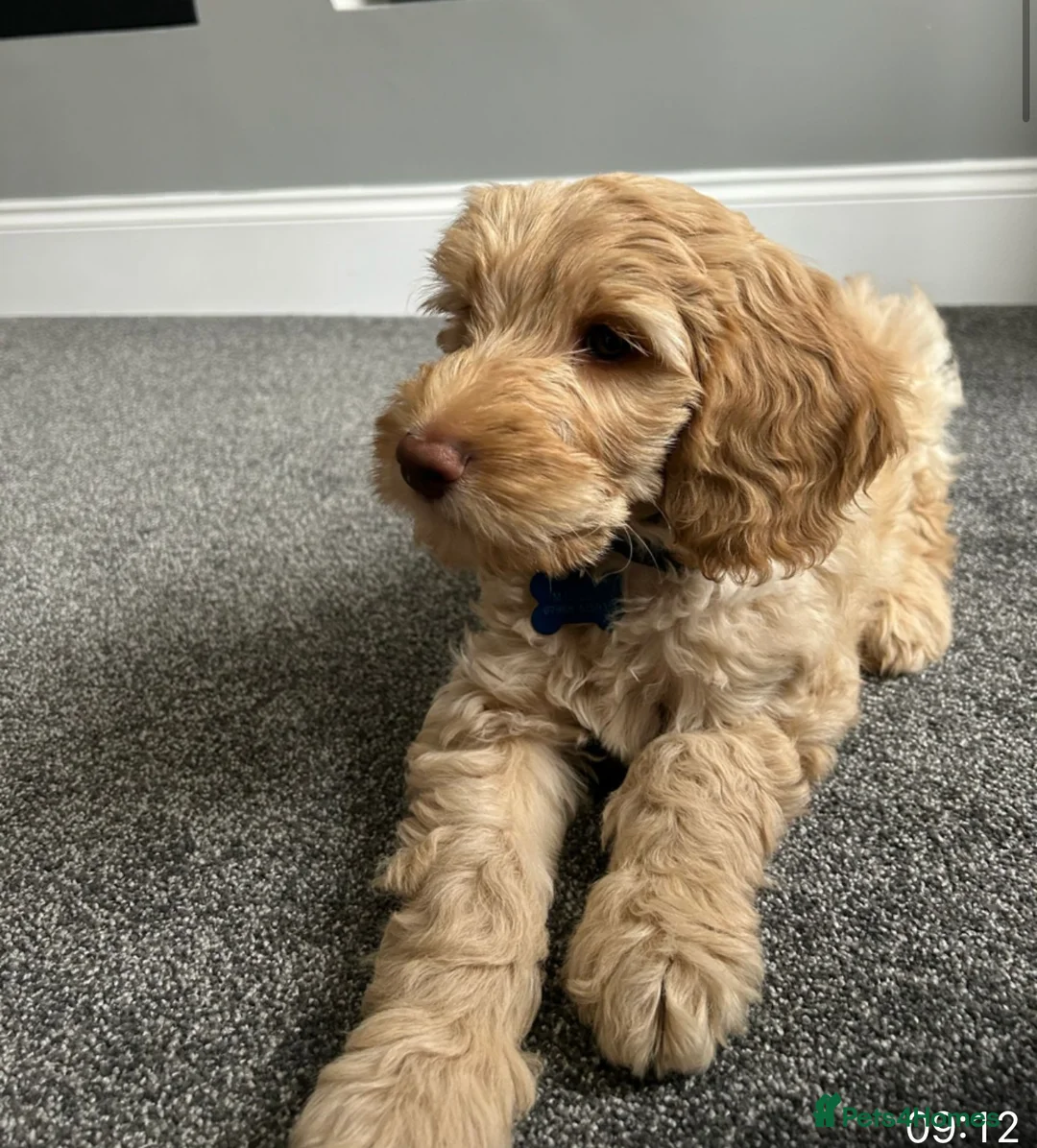 Labradoodle dogs for stud: Australian Labradoodle Stud (Health Tested) in Great Yarmouth - Advert 29