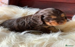Cocker Spaniel dogs for sale: 5* LICENSED KC SHOW H/TESTED PUPPIES  - Image 24