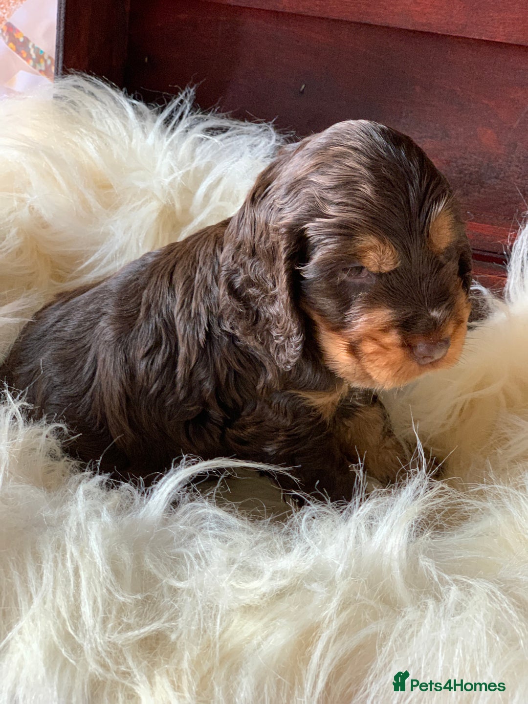 Cocker Spaniel dogs for sale: 5* LICENSED KC SHOW H/TESTED PUPPIES  - Image 24
