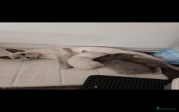 Russian Blue cats for sale: 3 angel's looking for best homes  - Image 2