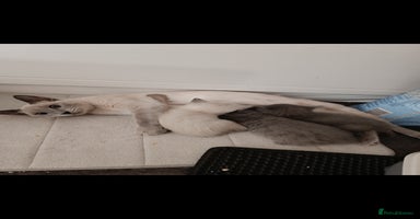 Russian Blue cats - Advert 15