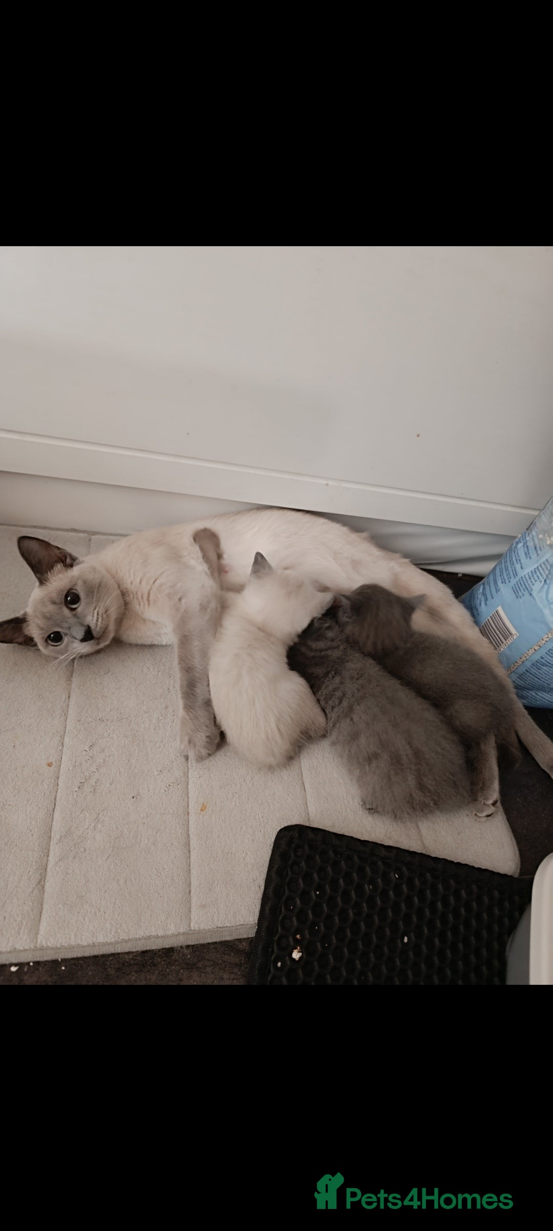 Russian Blue cats for sale: 3 angel's looking for best homes  - Image 2