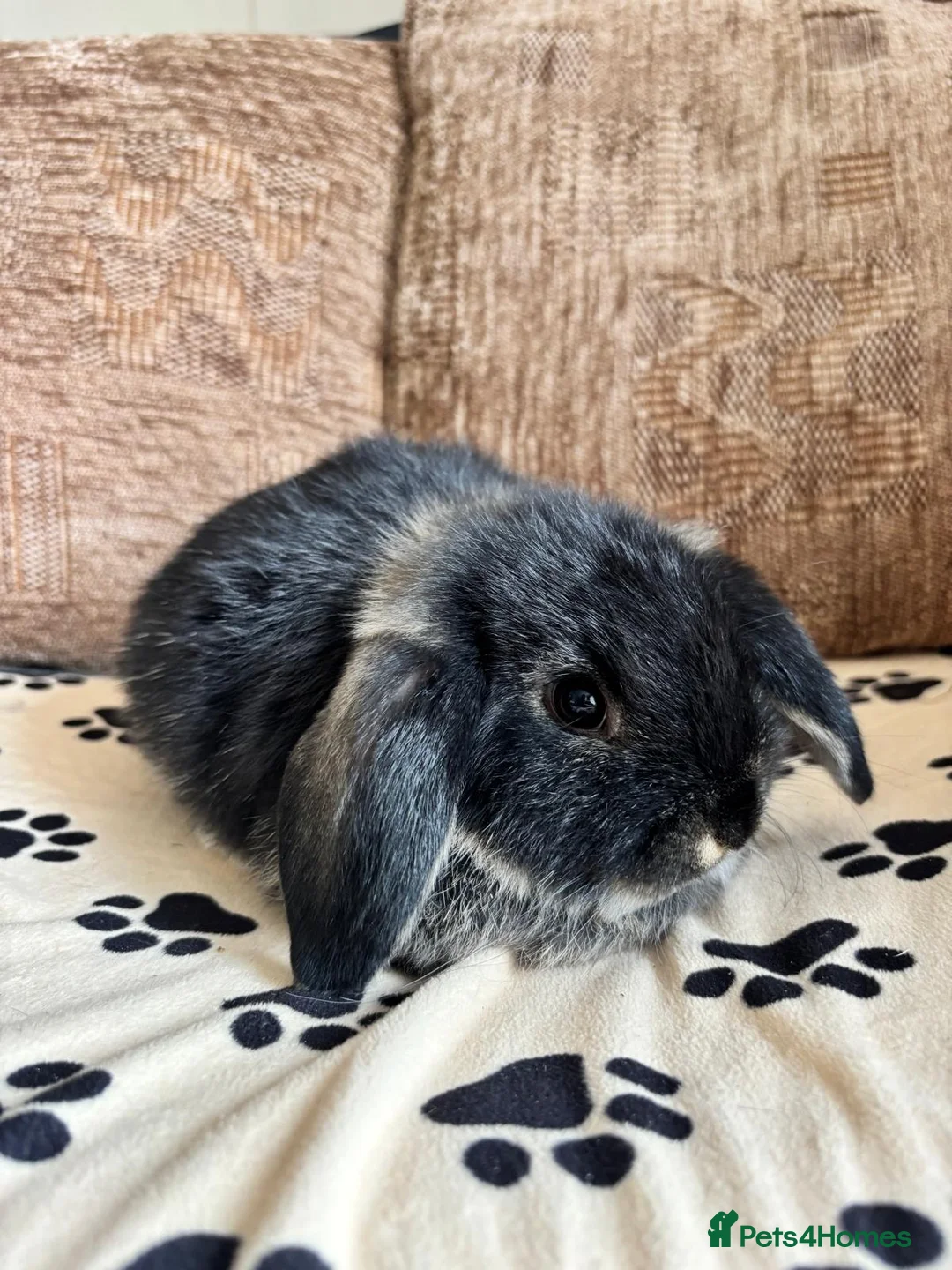 Mini Lop rabbits for sale: 5 baby mini lops ready to reserve - Advert 6