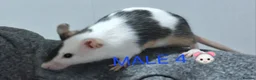 Mouse rodents for sale: MALE & Female FANCY MICE 🐁🐾 - Advert 6