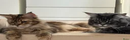 Maine Coon cats for sale: 🐾 TICA Registered Maine Coon Girls – 12 Weeks 🐾 - Advert 1