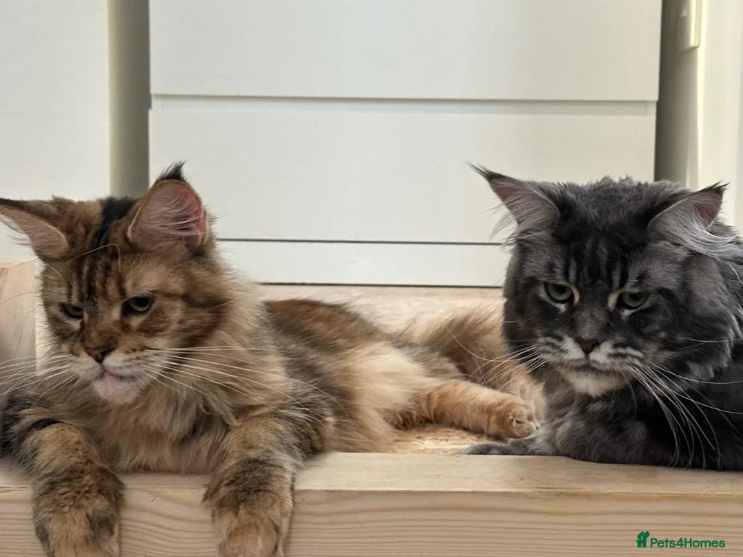 Maine Coon cats for sale: 🐾 TICA Registered Maine Coon Girls – 12 Weeks 🐾 - Advert 1