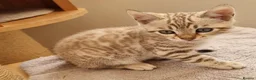 Bengal cats for sale: TICA Purebred rosetted Bengal Kittens - Advert 13