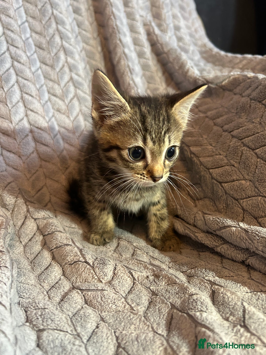 Russian Blue cats for sale: 6 beautiful kittens ❤️ - Image 21