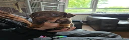 Dachshund dogs for sale: 3 beautiful dachshund puppies  - Advert 2