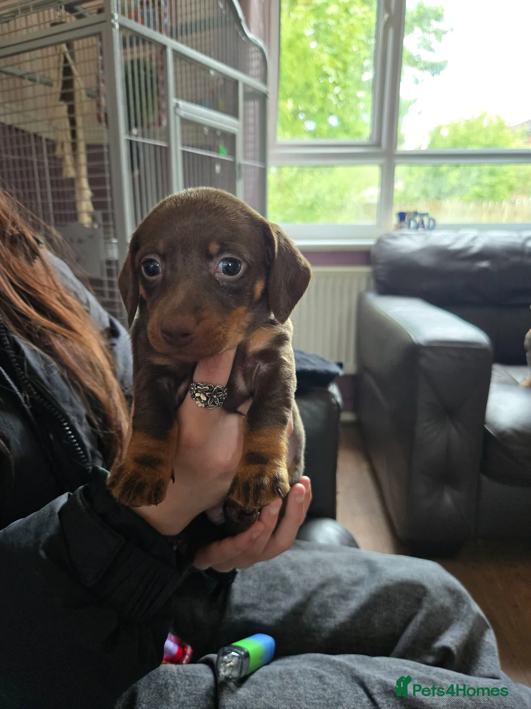 Dachshund dogs for sale: 3 beautiful dachshund puppies  - Advert 2